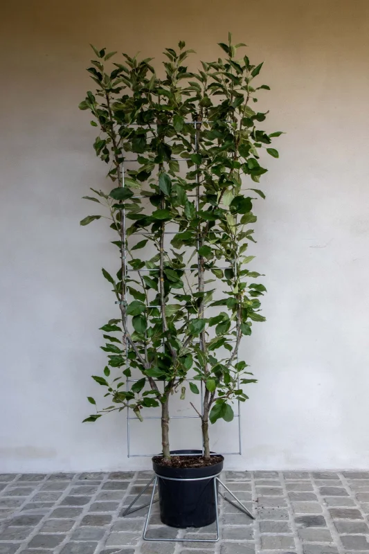 Malus domestica Elstar Haagelement (Handappel)
