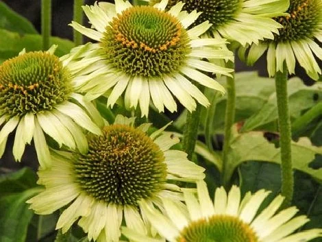 Echinacea Purpurea 'Green Jewel' (Zonnehoed)