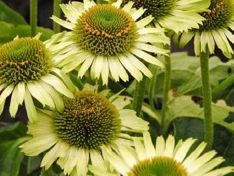 Echinacea Purpurea 'Green Jewel' (Zonnehoed) Echinacea Purpurea 'Green Jewel' (Zonnehoed)