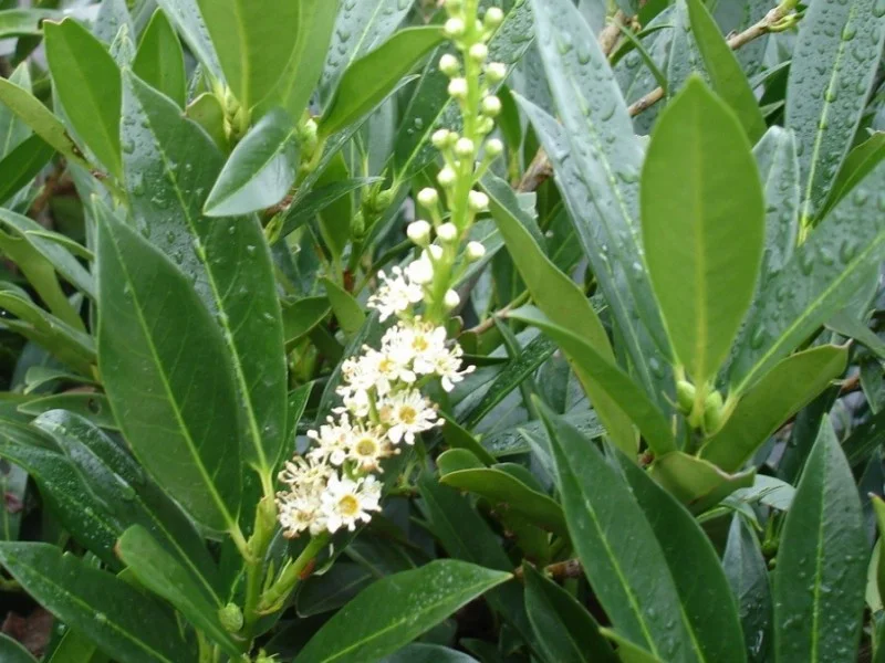 Prunus Laurier Otto Luijken (Laurierstruik)-3