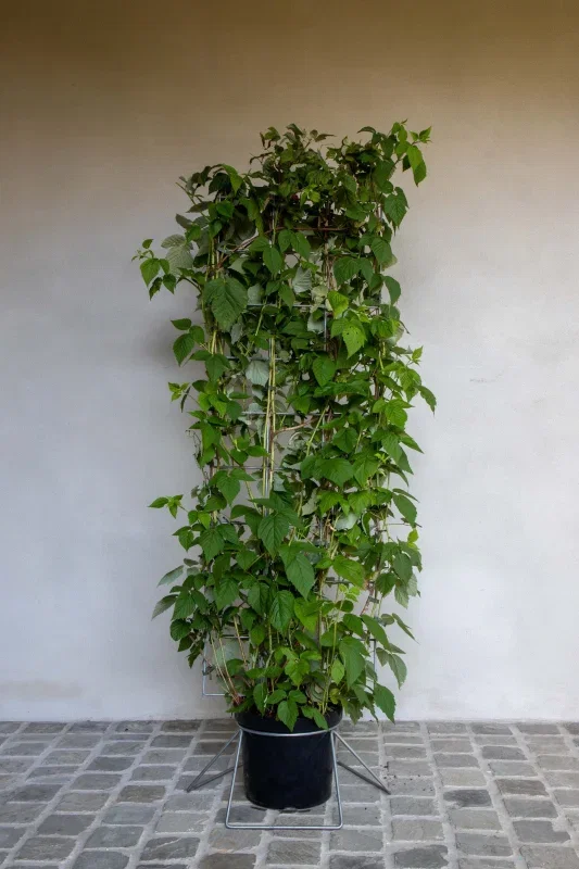 Rubus Idaeus Haagelement (Framboos)