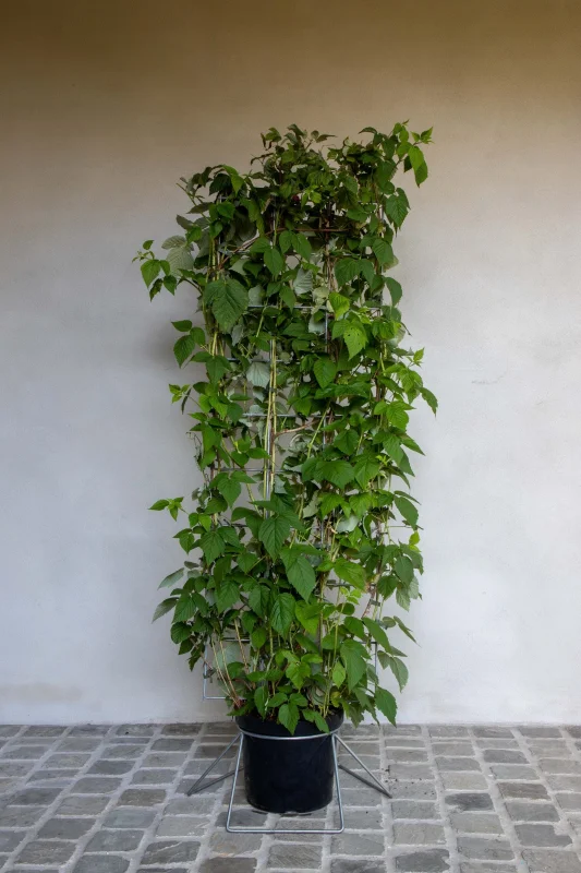 Rubus Idaeus Haagelement (Framboos)