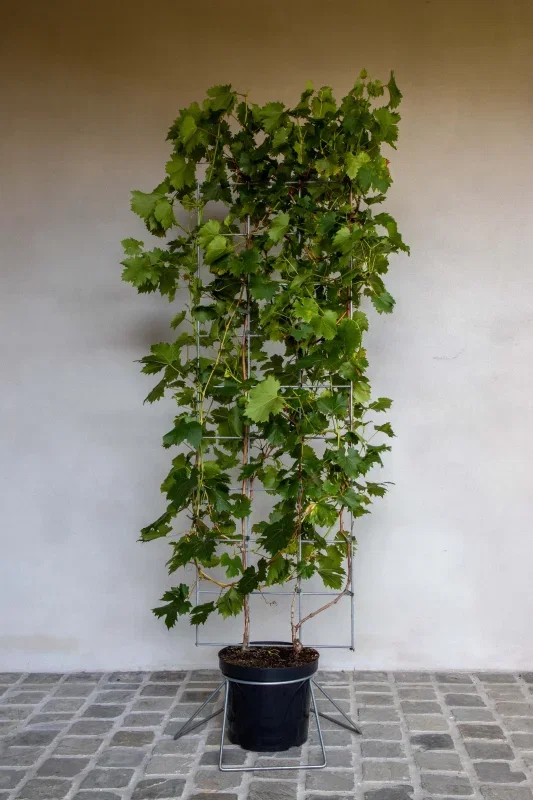 Vitis v. Vroege van der Laan Haagelement (Witte Druif)