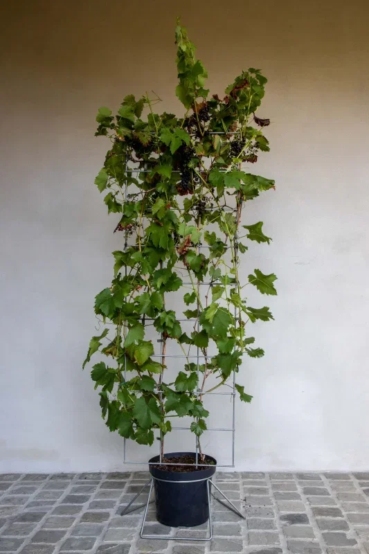 Vitis v. Boskoop Glory Haagelement (Blauwe Druif)