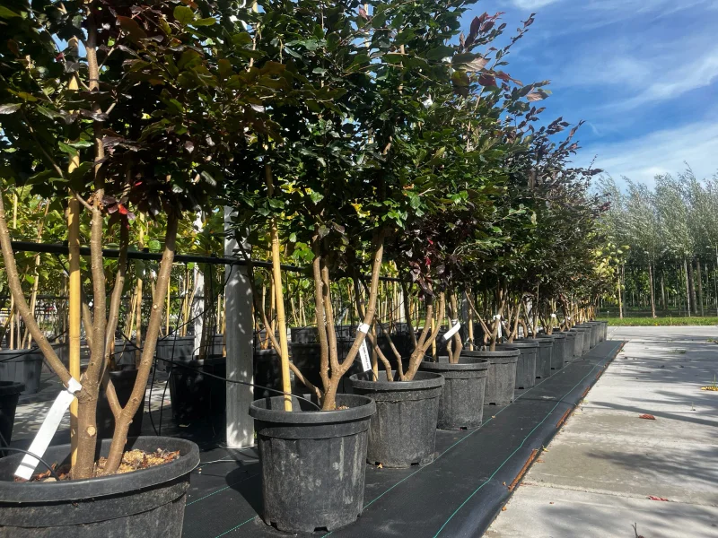 Sycoparrotia s. Purple Haze Meerstammig (Half-wintergroene Parrotia)-1
