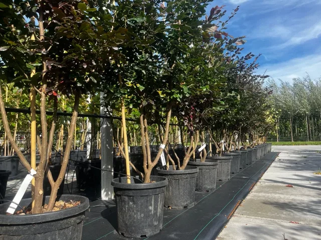 Sycoparrotia s. Purple Haze Meerstammig (Half-wintergroene Parrotia)