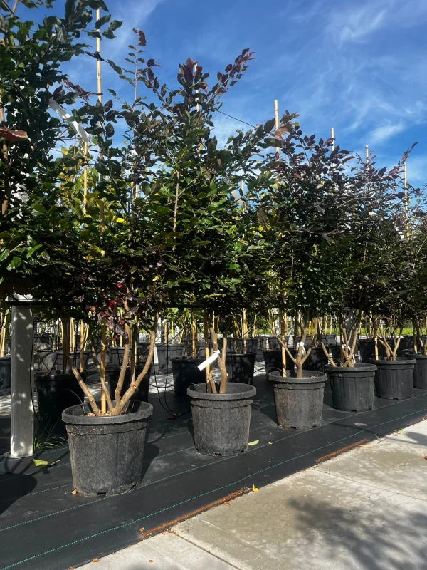 Sycoparrotia s. Purple Haze Meerstammig (Half-wintergroene Parrotia)
