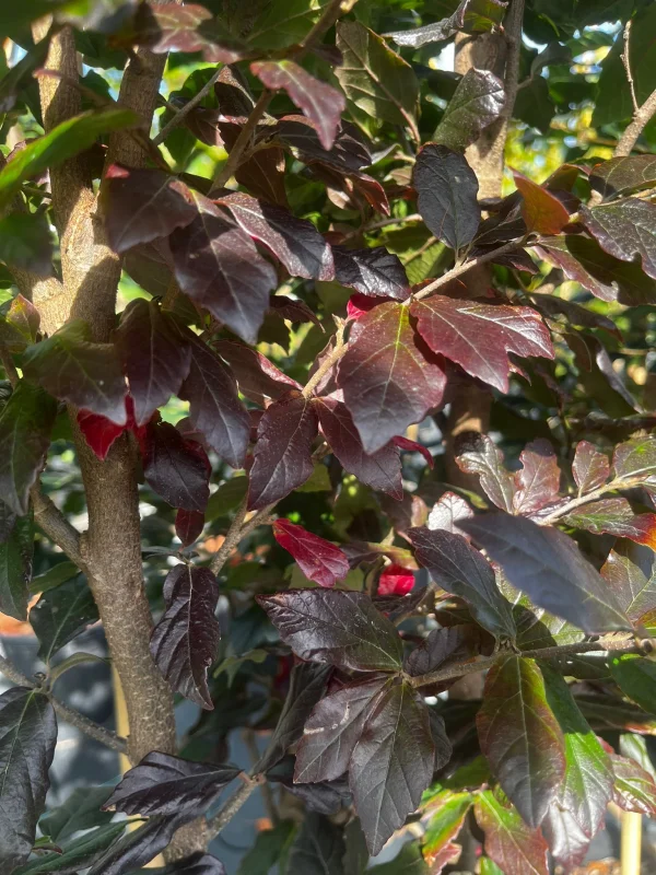 Sycoparrotia s. Purple Haze Meerstammig (Half-wintergroene Parrotia)-3