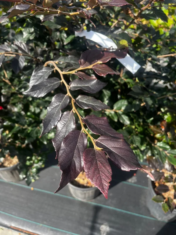 Sycoparrotia s. Purple Haze Meerstammig (Half-wintergroene Parrotia)-4