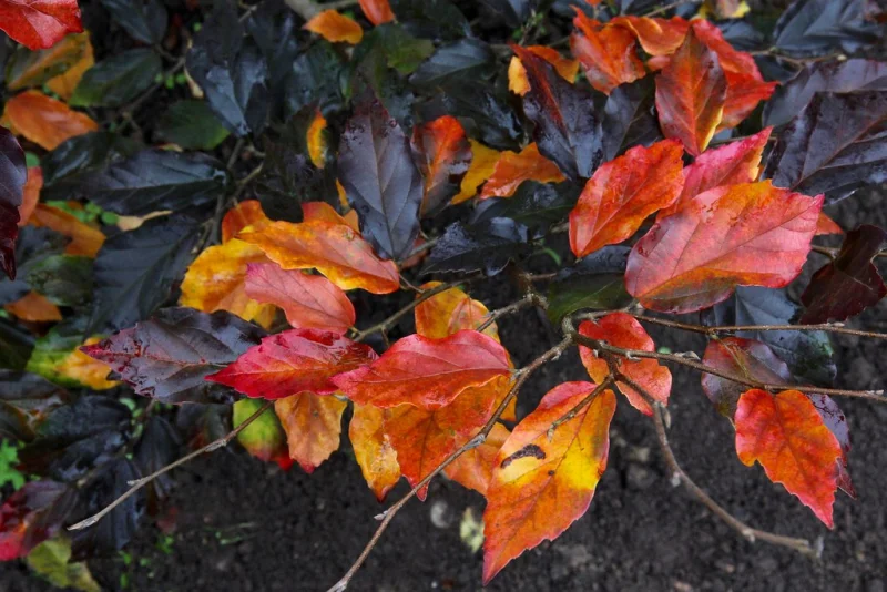 Sycoparrotia s. Purple Haze Meerstammig (Half-wintergroene Parrotia)-5