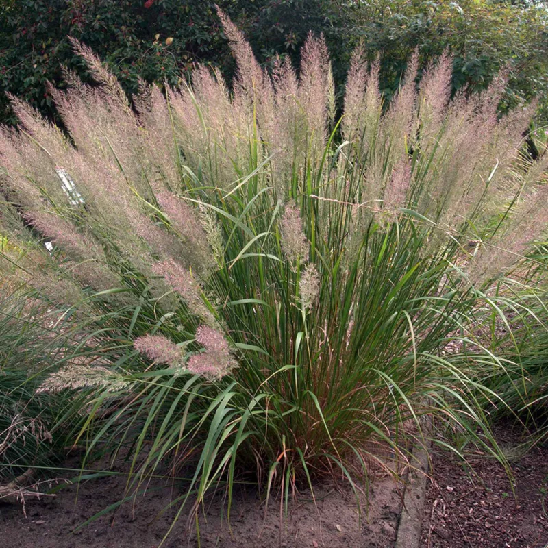 Calamagrostis brachytricha-1