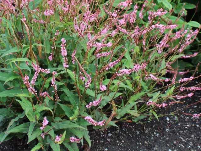 Persicaria amplexicaulis 'Pink Elephant' Persicaria amplexicaulis 'Pink Elephant'