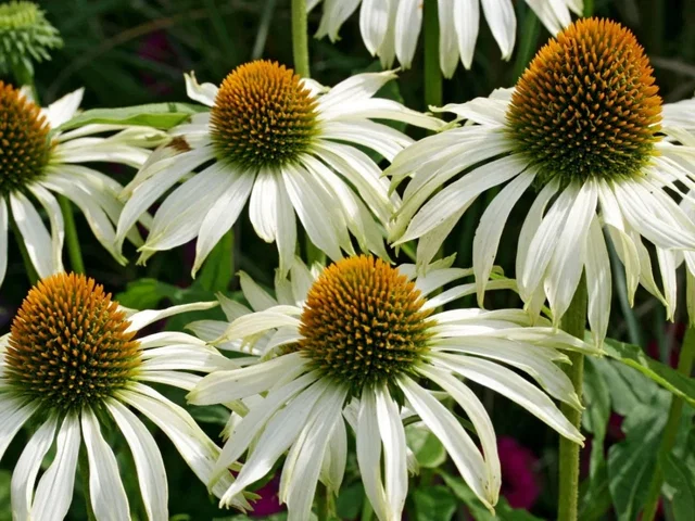 Echinacea Purpurea 'Virgin' (Zonnehoed) Echinacea Purpurea 'Virgin' (Zonnehoed)