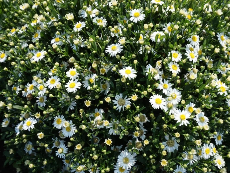 Aster ageratoides 'Starshine' (Herfstaster)
