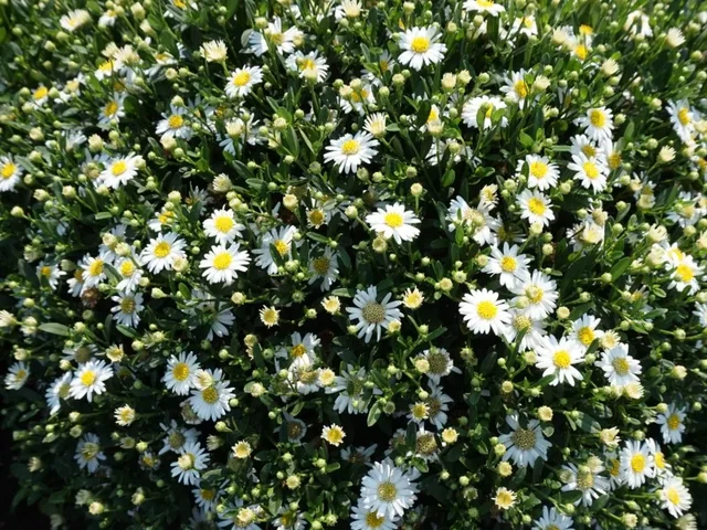 Aster ageratoides 'Starshine' (Herfstaster)