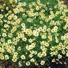 Coreopsis 'Full Moon' (Meisjesogen)