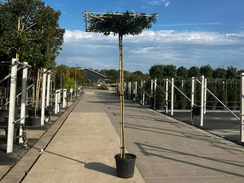 Prunus lusitanica Dakboom (Portugese laurier Dakboom)
