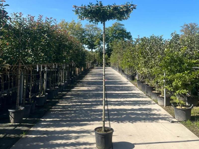 Prunus lusitanica Dakboom (Portugese laurier Dakboom)