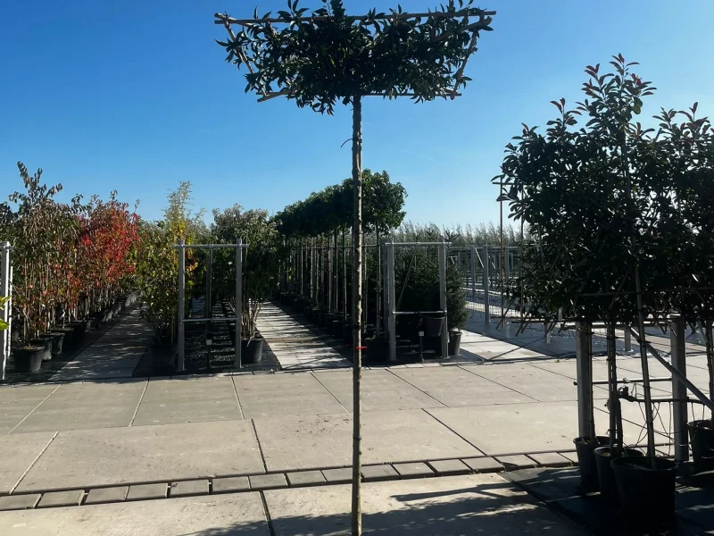 Prunus lusitanica Dakboom (Portugese laurier Dakboom)-3