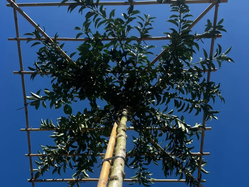 Prunus lusitanica Dakboom (Portugese laurier Dakboom)-4