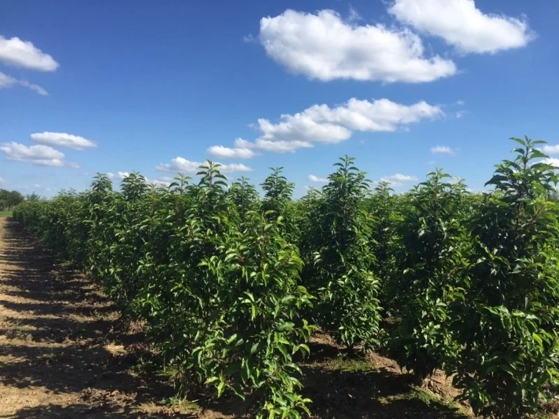 Prunus Lusitanica Angustifolia haagplant (Portugese Laurier)