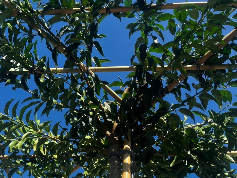 Prunus lusitanica Dakboom (Portugese laurier Dakboom)-6