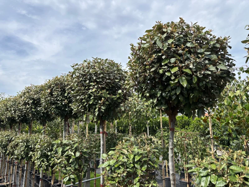 Elaeagnus Ebbingei Bolboom (Olijfwilg)