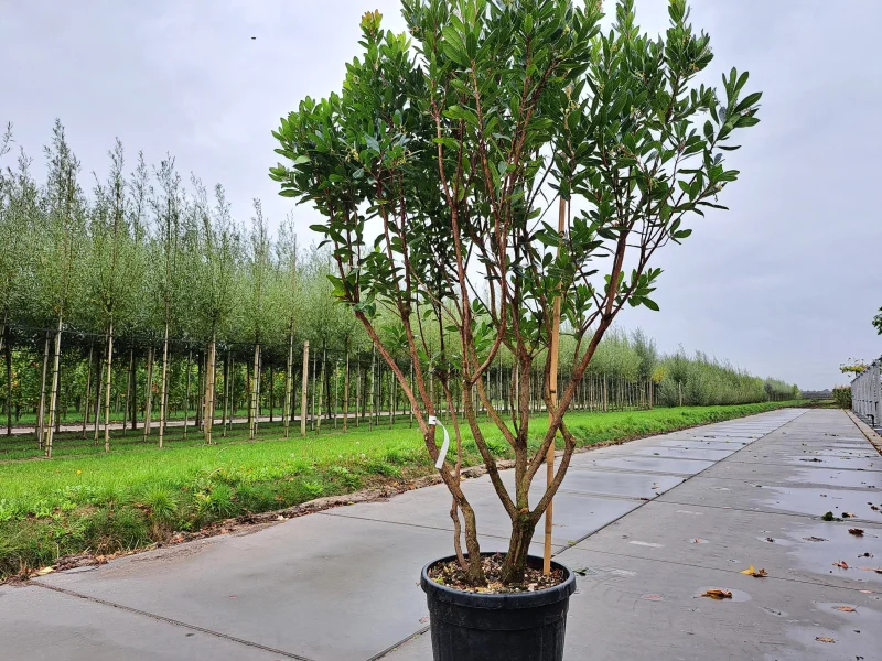 Arbutus Unedo Meerstammig (Aardbeienboom)-1