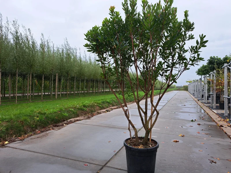 Arbutus Unedo Meerstammig (Aardbeienboom)