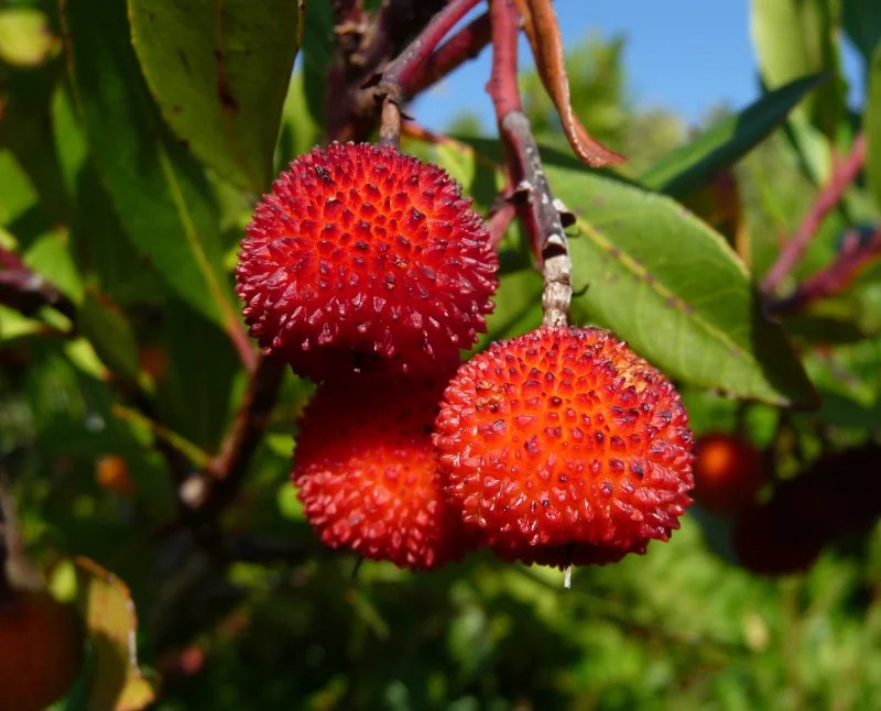 Arbutus Unedo Meerstammig (Aardbeienboom)-3