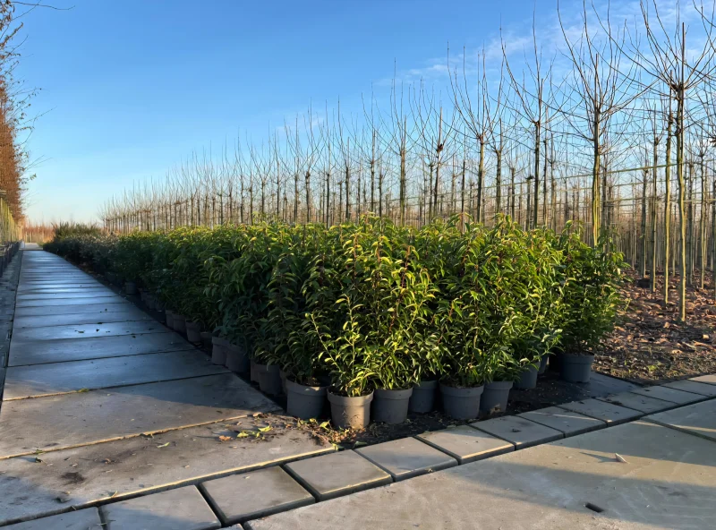 Prunus Lusitanica Angustifolia haagplant (Portugese Laurier)-3