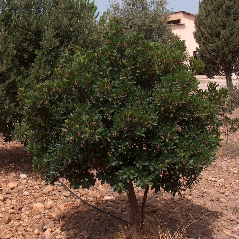 Arbutus Unedo Meerstammig (Aardbeienboom)-7