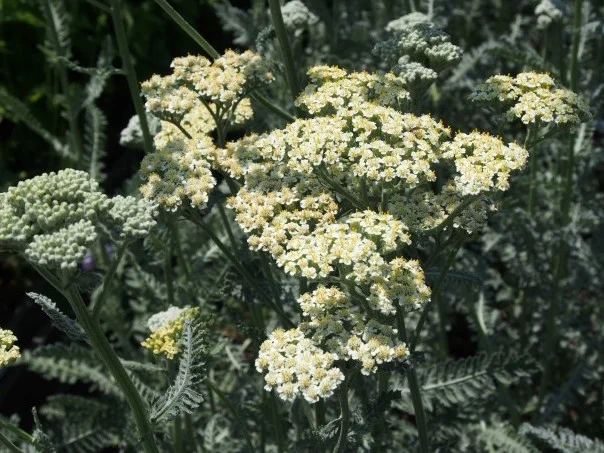 Achillea 'Alabaster'
