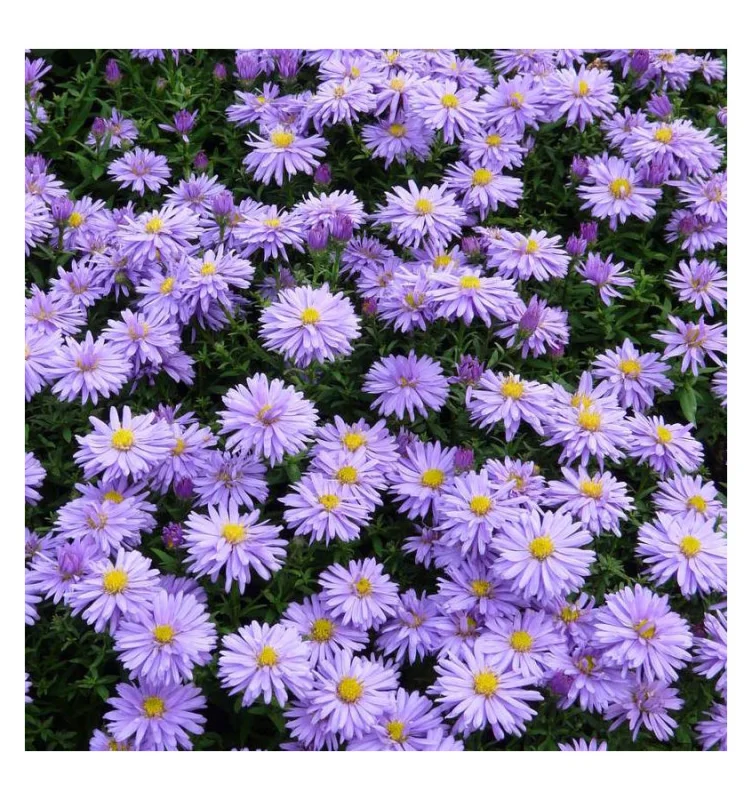 Aster 'Professor Anton Kippenberg'