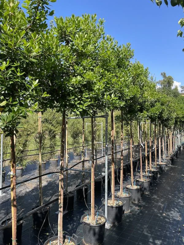 Arbutus Unedo (Wintergroene Aardbeienboom)-2