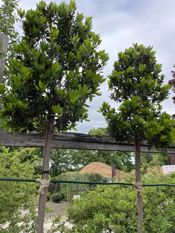 Arbutus Unedo (Wintergroene Aardbeienboom)-3