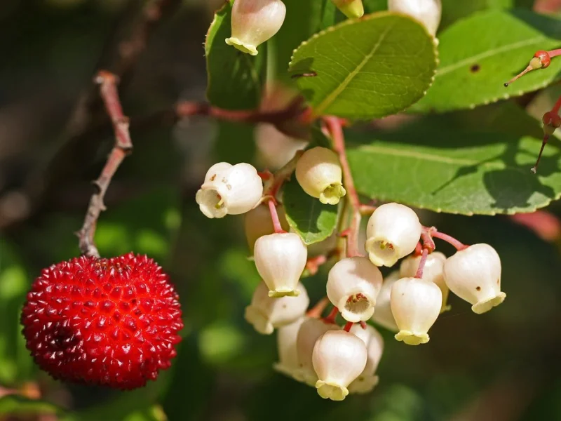 Arbutus Unedo (Wintergroene Aardbeienboom)-5