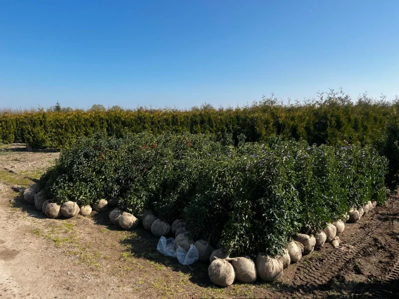 Prunus Lusitanica Angustifolia haagplant (Portugese Laurier)-4