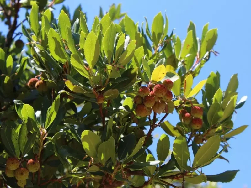 Arbutus Unedo (Wintergroene Aardbeienboom)-6