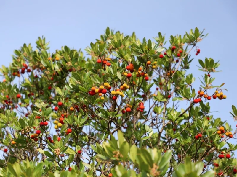Arbutus Unedo (Wintergroene Aardbeienboom)-7