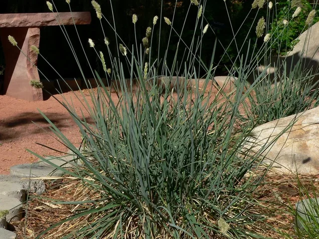 Sesleria 'Nitida'