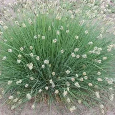 Sesleria 'Nitida'