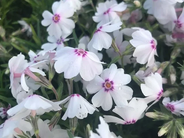 Phlox (S) 'Amazing Grace'