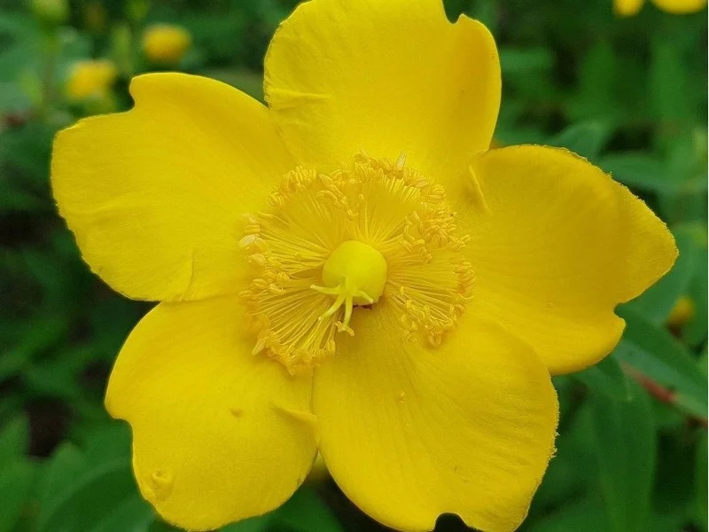 Hypericum 'Hidcote' (Hertshooi)
