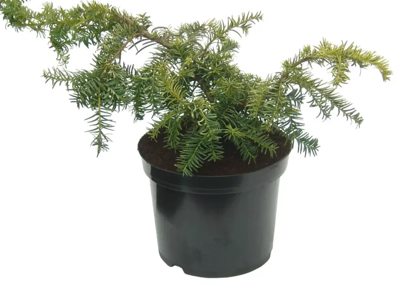 Taxus Baccata Repandens (Laagblijvende Taxus)-1