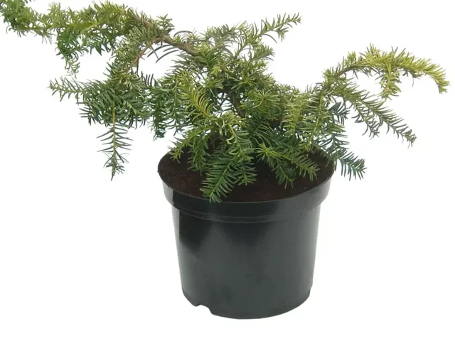 Taxus Baccata Repandens (Laagblijvende Taxus)