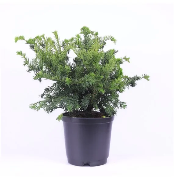 Taxus Baccata Repandens (Laagblijvende Taxus)-2