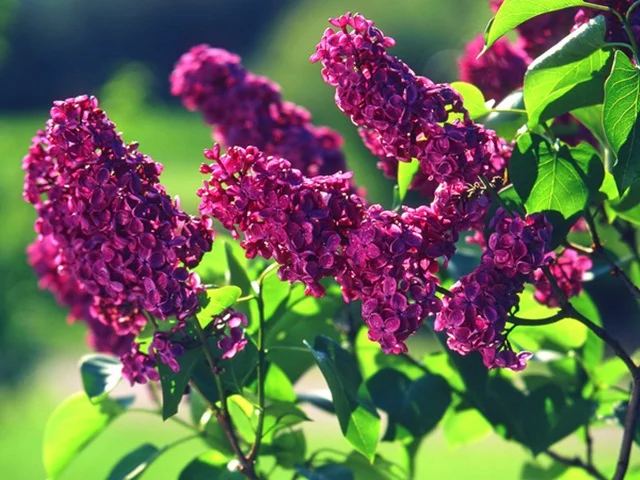 Syringa vulgaris ‘Andenken an Ludwig Späth (Sering) Syringa vulgaris ‘Andenken an Ludwig Späth (Sering)