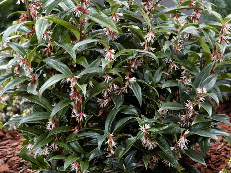 Sarcococca hookeriana 'Winter Gem' (Vleesbes)