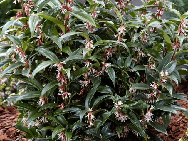Sarcococca hookeriana 'Winter Gem'(Vleesbes)